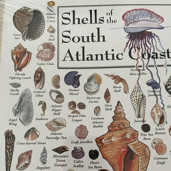 New Shells of the South Atlantic Coast Heritage Puzzle New In Box - Picture 3 of 6